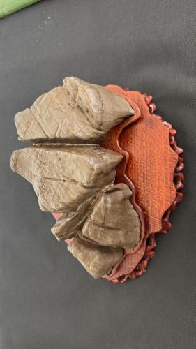 PHOTO-2024-10-26-21-57-33