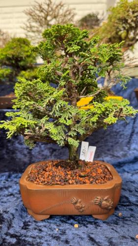 PHOTO-2024-10-26-21-59-441